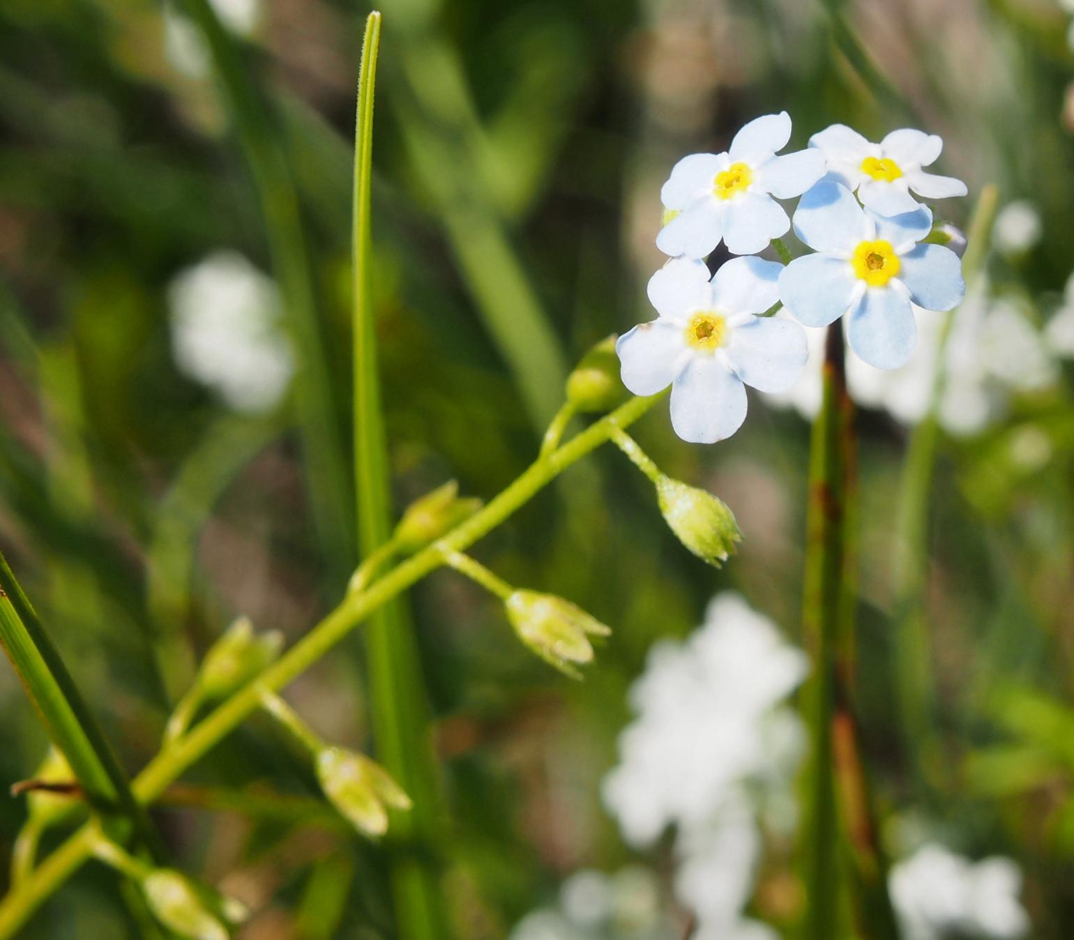 Forget-me-not, Marsh